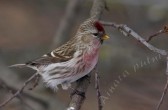 carduelis_flammea_flammea_f.jpg